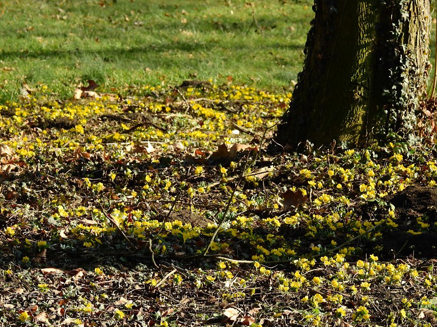 Winterlinge bei Schloss Ostrau