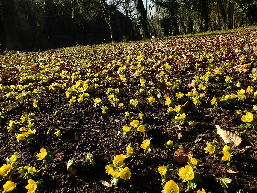 Winterlinge bei Schloss Ostrau
