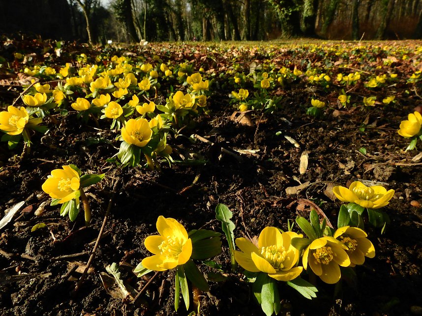 Winterlinge bei Schloss Ostrau