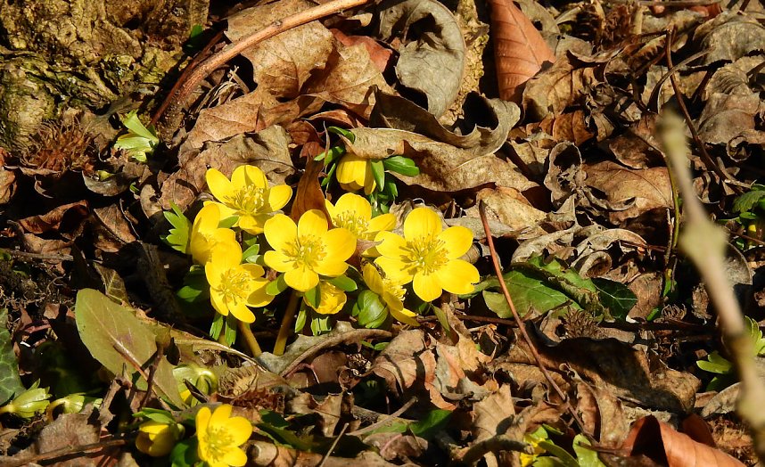 Winterlinge bei Schloss Ostrau