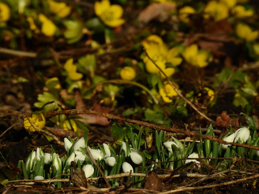 Winterlinge bei Schloss Ostrau