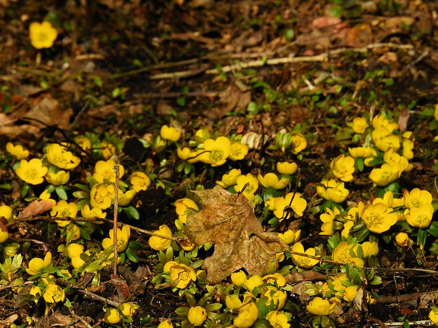 Winterlinge bei Schloss Ostrau