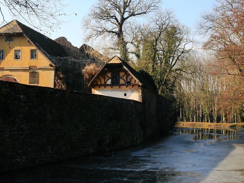Winterlinge bei Schloss Ostrau