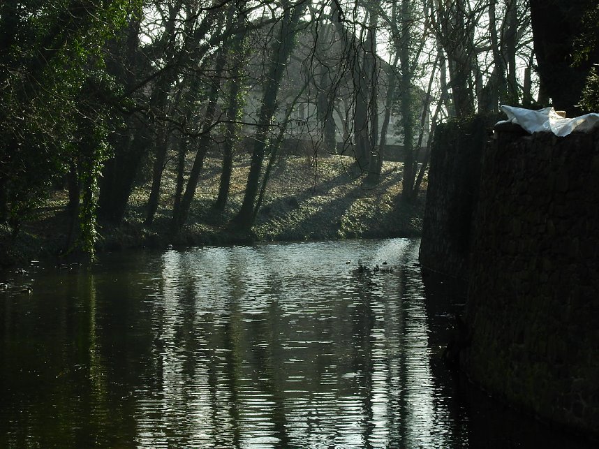 Winterlinge bei Schloss Ostrau