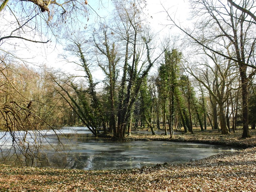 Winterlinge bei Schloss Ostrau