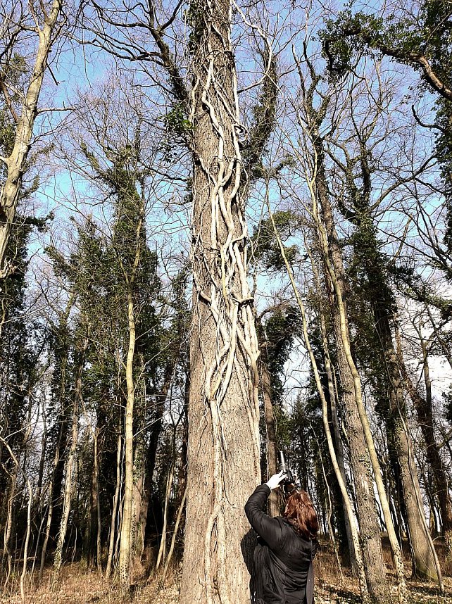 Winterlinge bei Schloss Ostrau