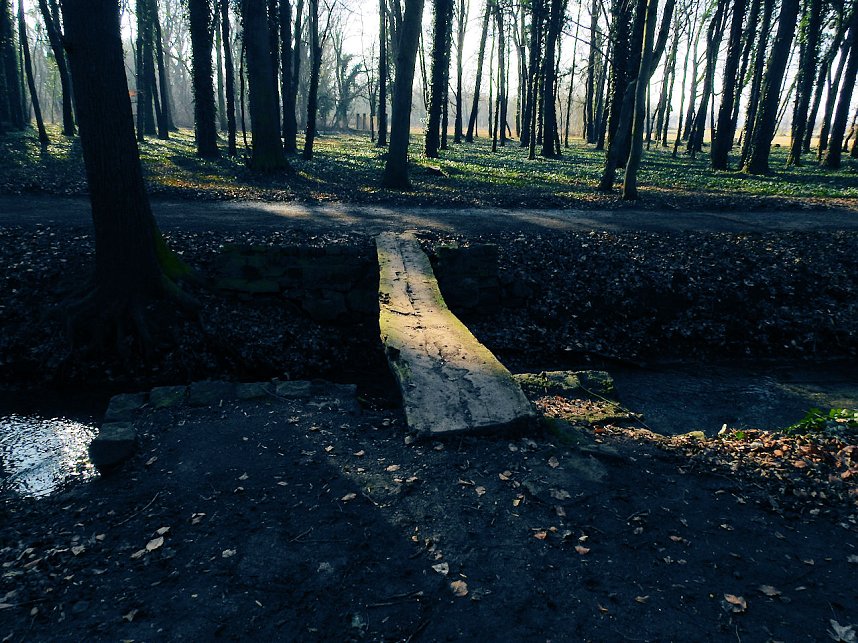 Winterlinge bei Schloss Ostrau