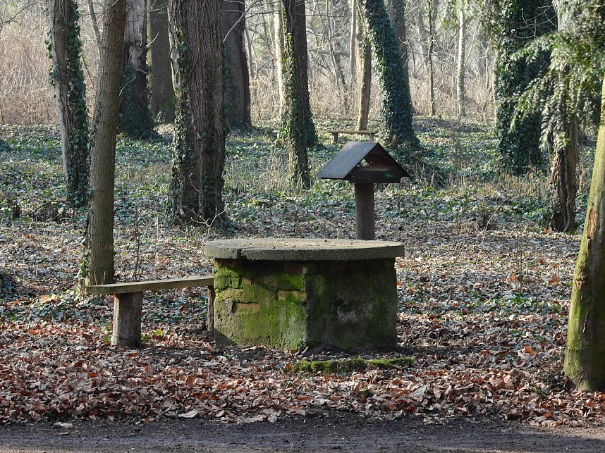 Winterlinge bei Schloss Ostrau