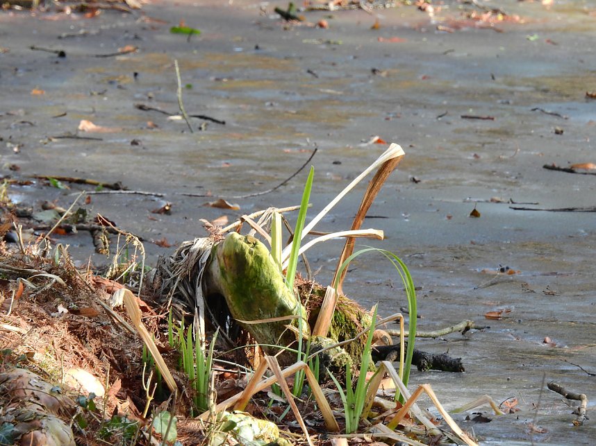 Winterlinge bei Schloss Ostrau