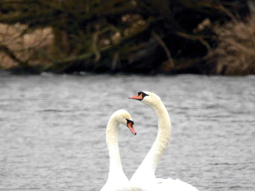 Fr&uuml;hlingsgef&uuml;hle