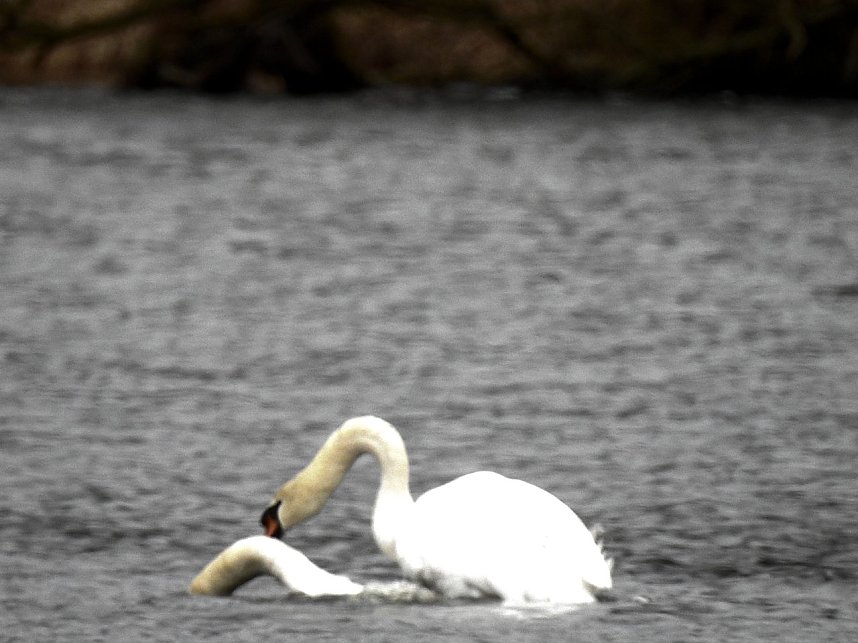 Fr&uuml;hlingsgef&uuml;hle