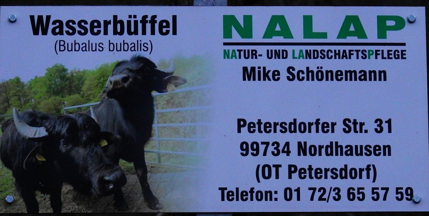 Peter Blei besucht die B&uuml;ffel