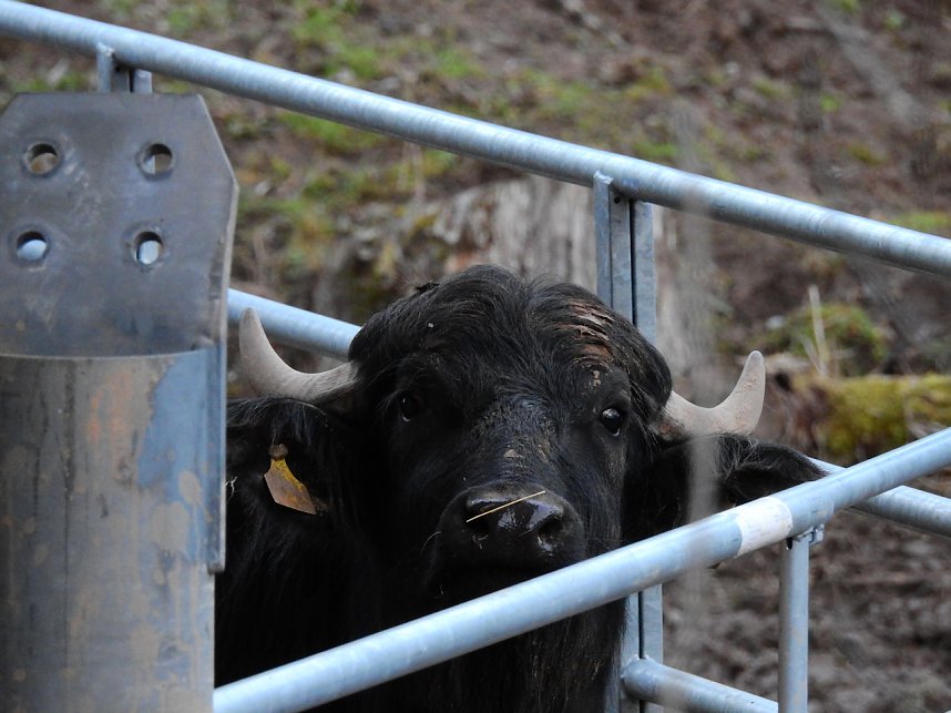 Peter Blei besucht die B&uuml;ffel
