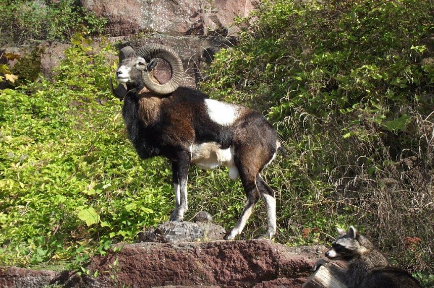Ein einmaliges Erlebnis f&uuml;r Alt und Jung war das Jagdhornblasen auf der Burg bei Neustad.. Dort zeigte unter anderem ein Pr&auml;parator seine Kunst. Im Bild: Widder.
