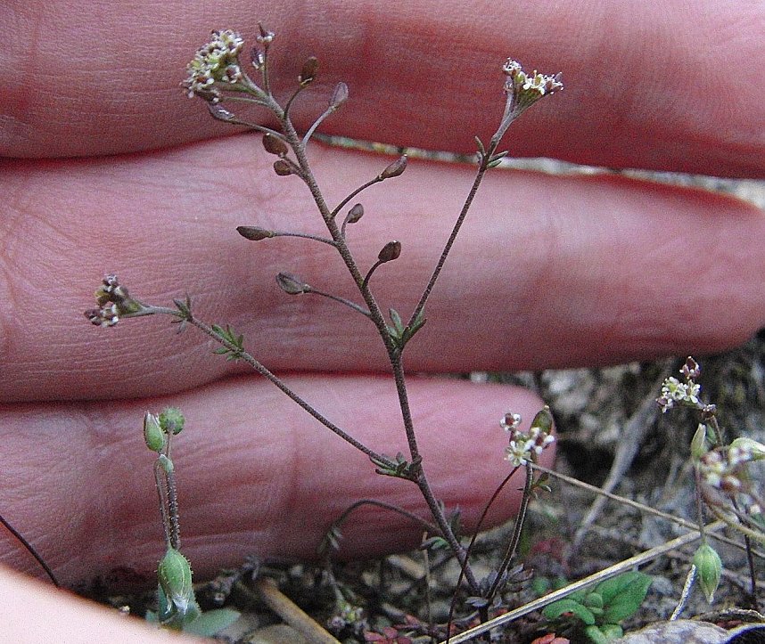 Erhalt der Zwerg-Steppenkresse (Hornungia petraea)