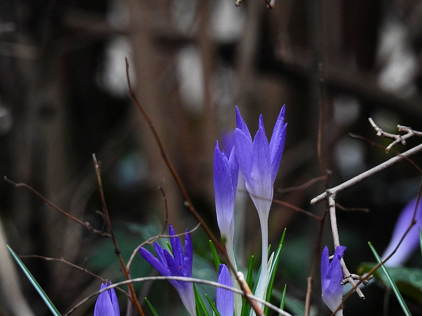 Spuren des Fr&uuml;hlings