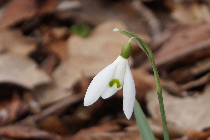 Fr&uuml;hjahrserwachen