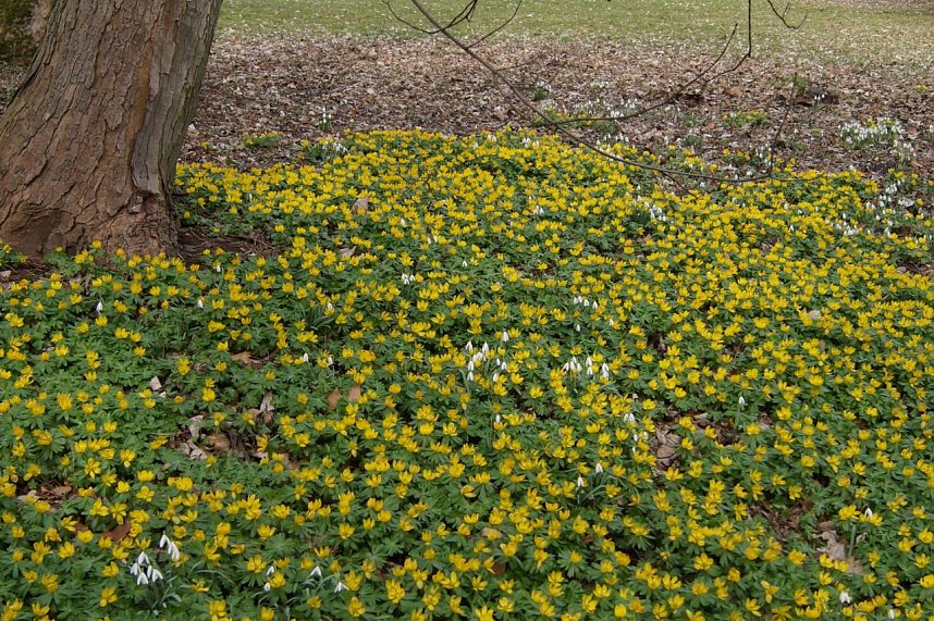 Fr&uuml;hjahrserwachen