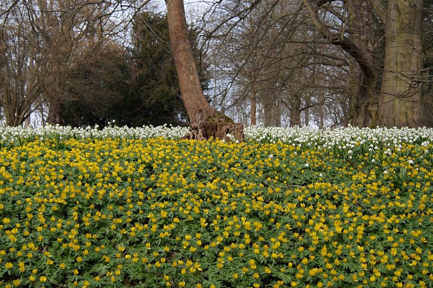 Fr&uuml;hjahrserwachen
