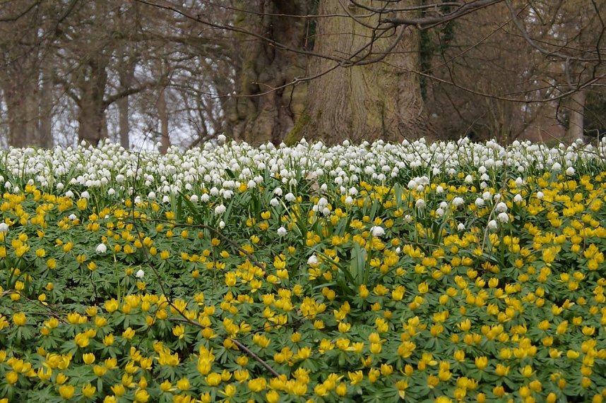 Fr&uuml;hjahrserwachen