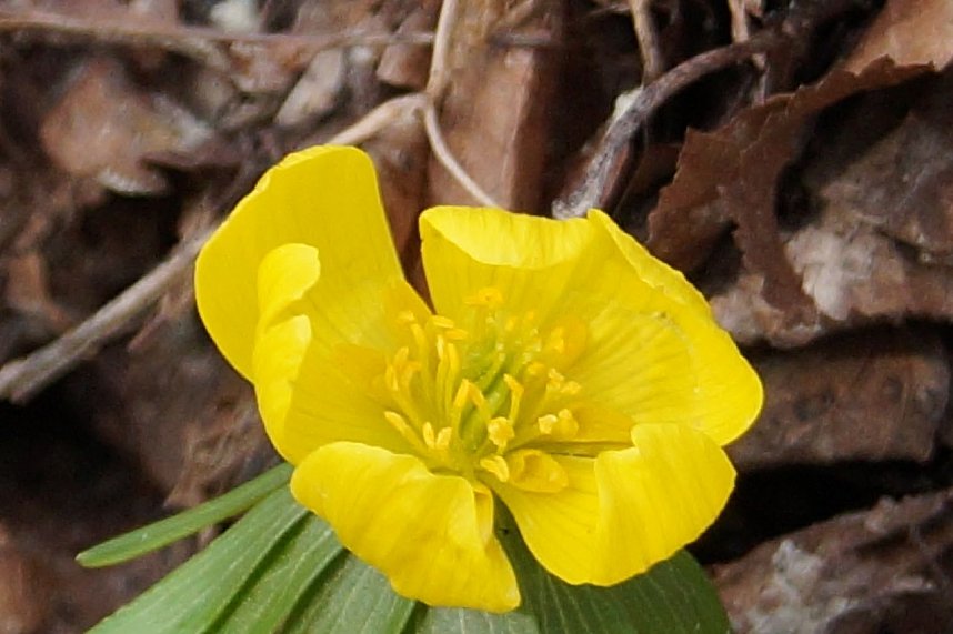 Fr&uuml;hjahrserwachen