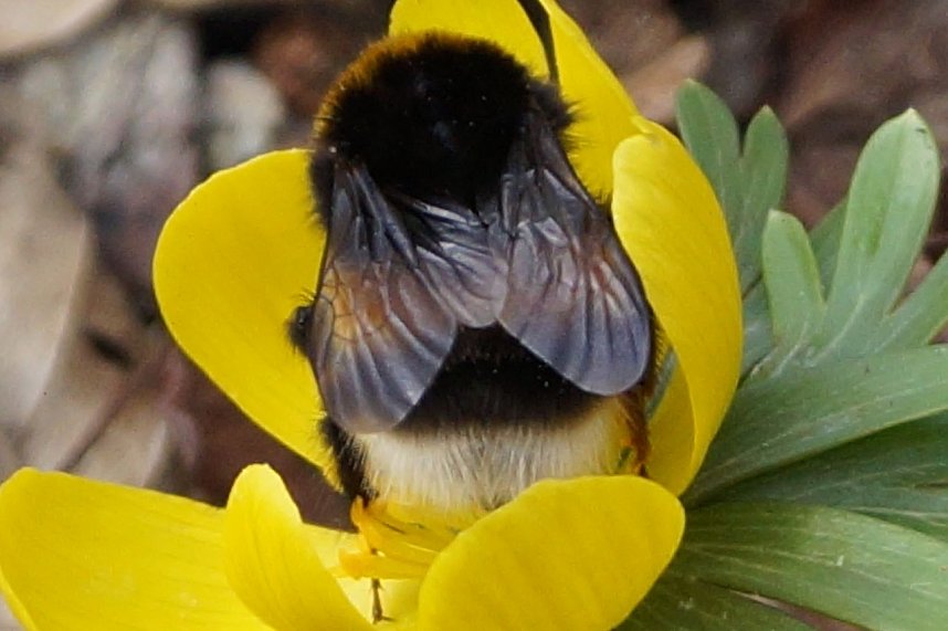 Fr&uuml;hjahrserwachen