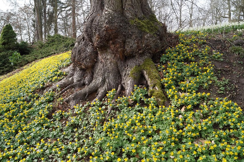 Fr&uuml;hjahrserwachen