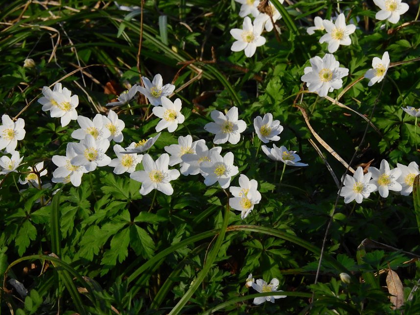 Die Natur erwacht am Rande der Stadt
