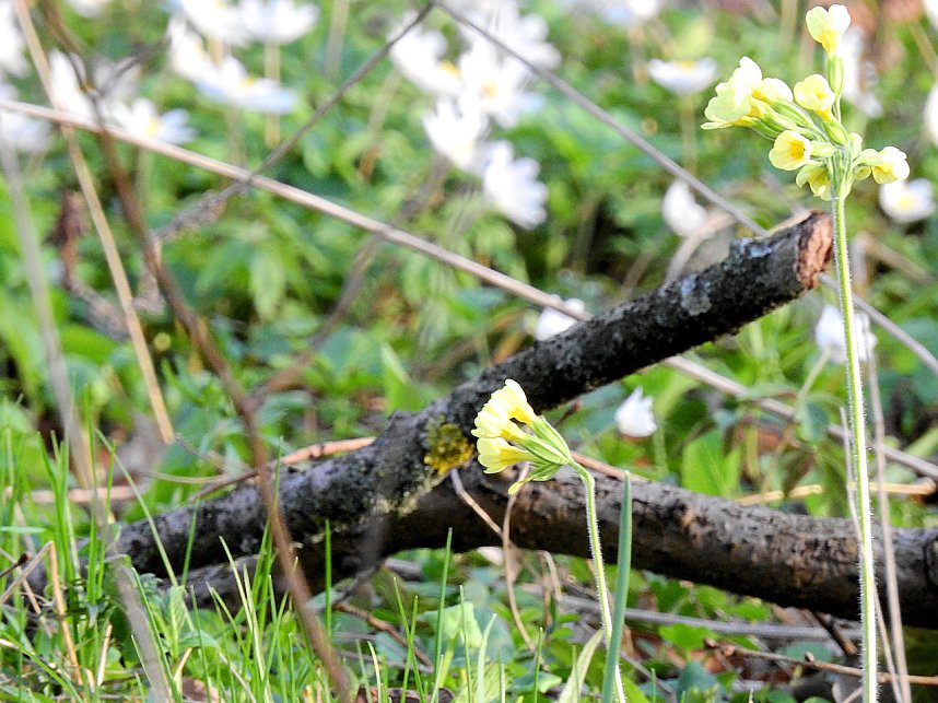 Die Natur erwacht am Rande der Stadt