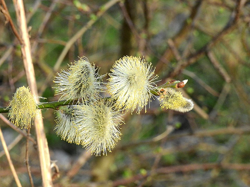 Die Natur erwacht am Rande der Stadt