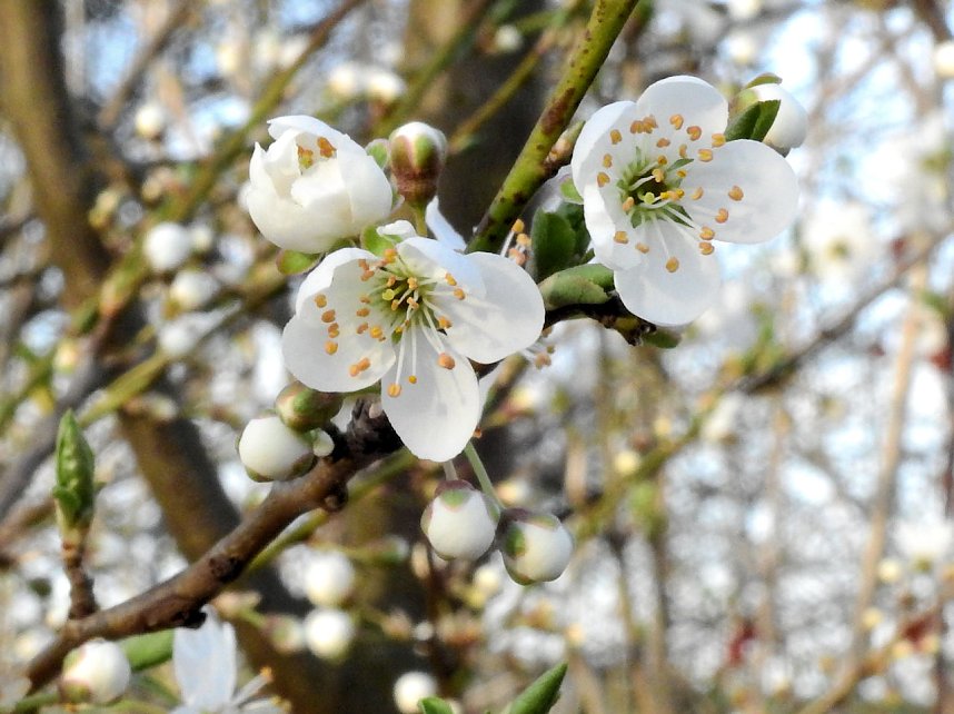Die Natur erwacht am Rande der Stadt
