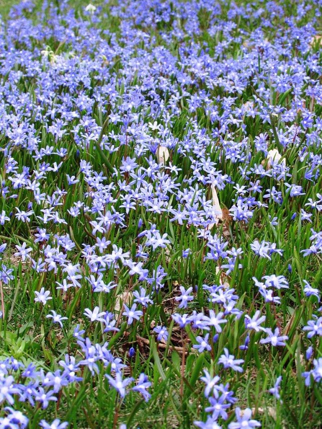 Am 1. April trafen sich Wanderfreunde zur Fr&uuml;hbl&uuml;herwanderung mit Mitgliedern der Bergwerk -und Wanderf&uuml;hrergruppe e.V. in Ilfeld.