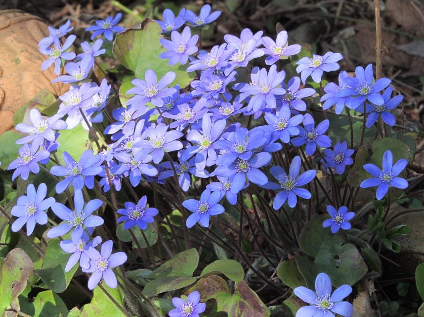 Am 1. April trafen sich Wanderfreunde zur Fr&uuml;hbl&uuml;herwanderung mit Mitgliedern der Bergwerk -und Wanderf&uuml;hrergruppe e.V. in Ilfeld.