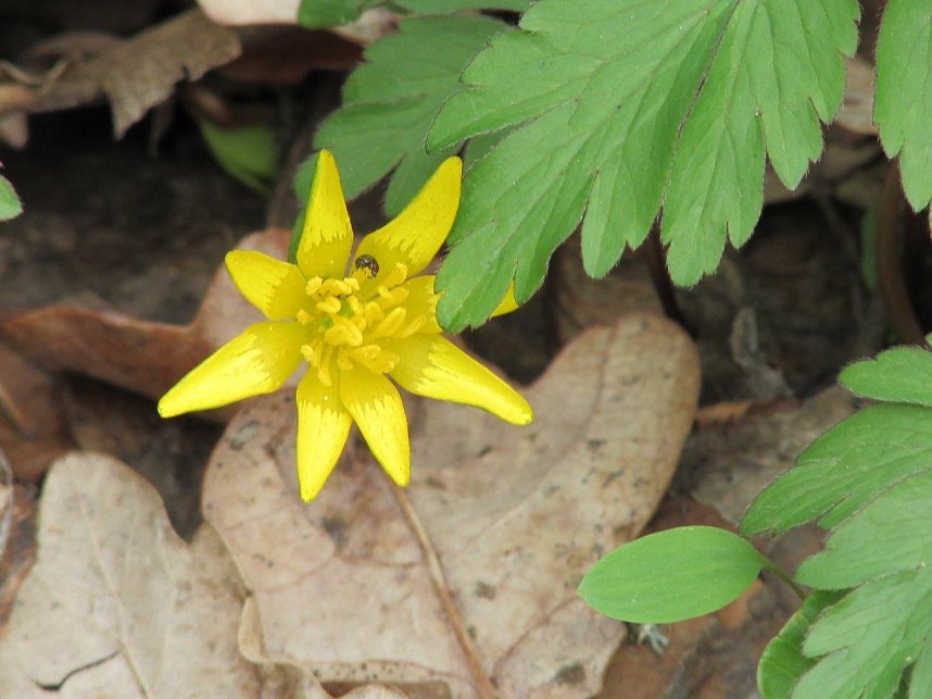 Am 1. April trafen sich Wanderfreunde zur Fr&uuml;hbl&uuml;herwanderung mit Mitgliedern der Bergwerk -und Wanderf&uuml;hrergruppe e.V. in Ilfeld.