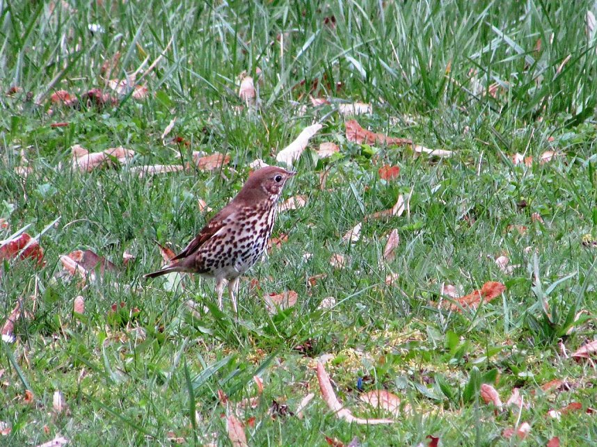 Am 1. April trafen sich Wanderfreunde zur Fr&uuml;hbl&uuml;herwanderung mit Mitgliedern der Bergwerk -und Wanderf&uuml;hrergruppe e.V. in Ilfeld.