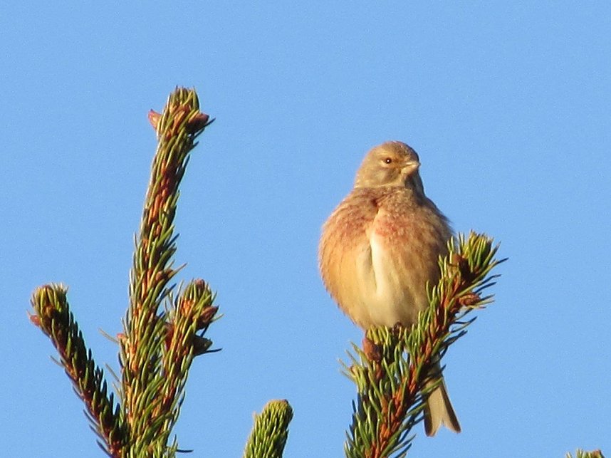 Am 1. April trafen sich Wanderfreunde zur Fr&uuml;hbl&uuml;herwanderung mit Mitgliedern der Bergwerk -und Wanderf&uuml;hrergruppe e.V. in Ilfeld.