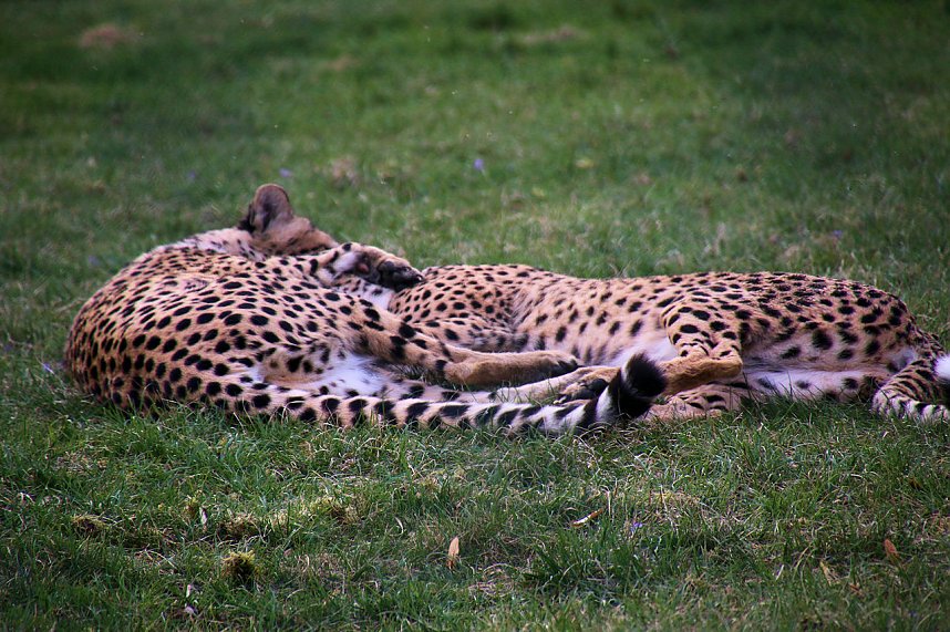 Besuch auf dem Possen