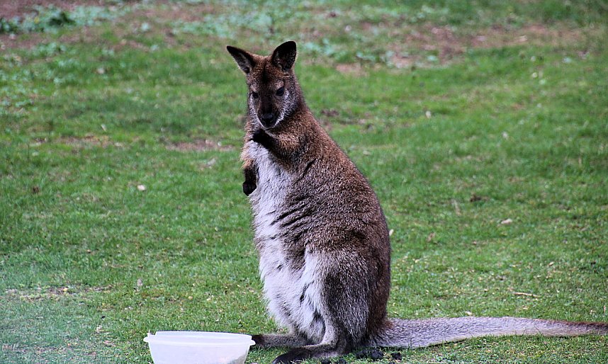 Besuch auf dem Possen