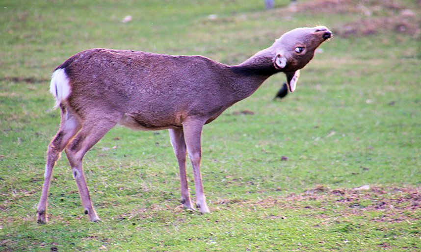 Besuch auf dem Possen