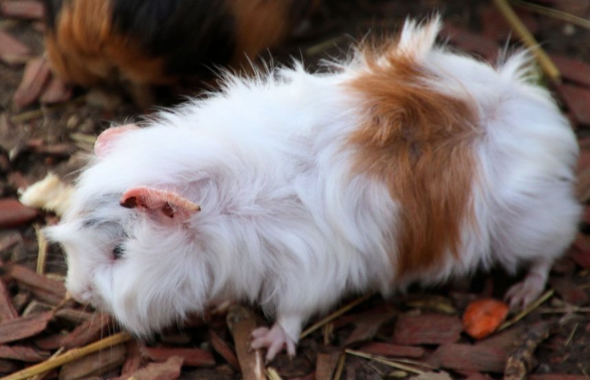 Besuch auf dem Possen