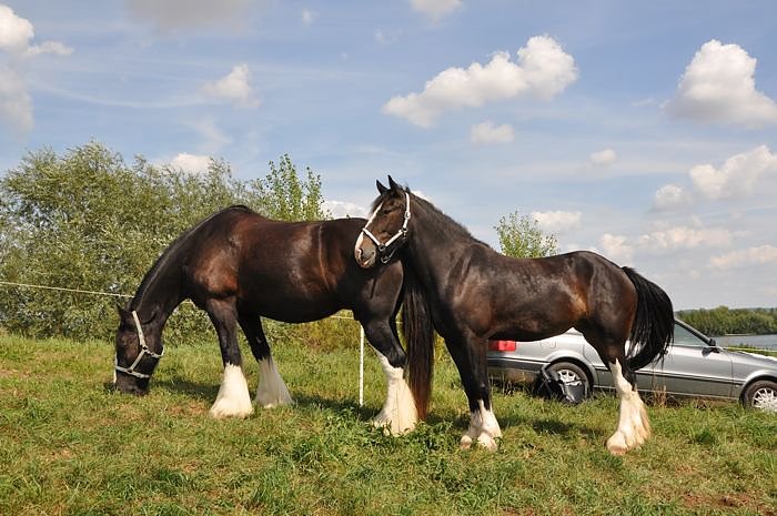 Kampf der Giganten Sundhausen