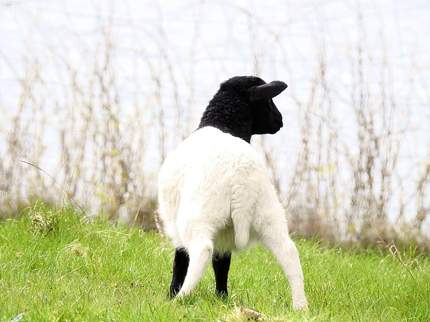 L&auml;mmerfest auf der Ziegenalm Sophienhof