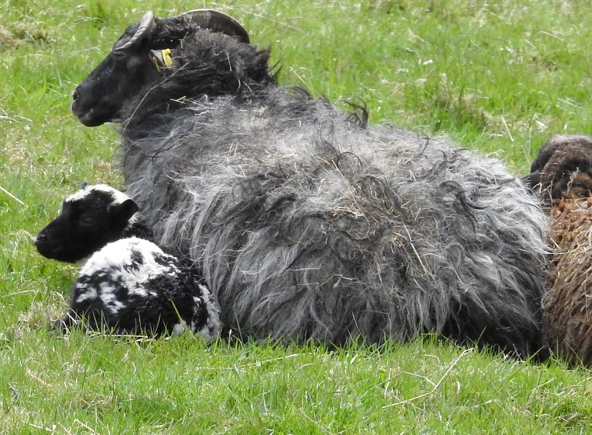L&auml;mmerfest auf der Ziegenalm Sophienhof