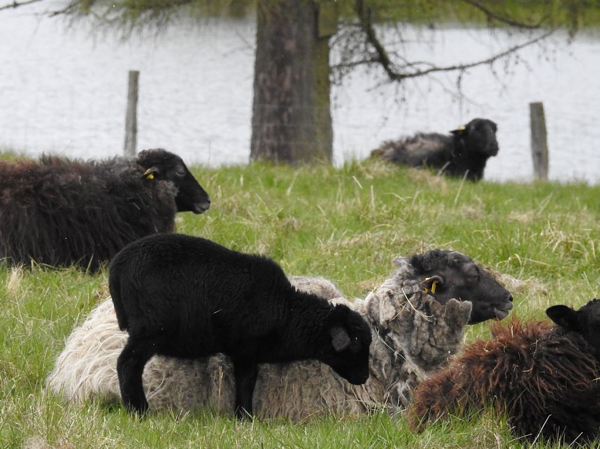 L&auml;mmerfest auf der Ziegenalm Sophienhof