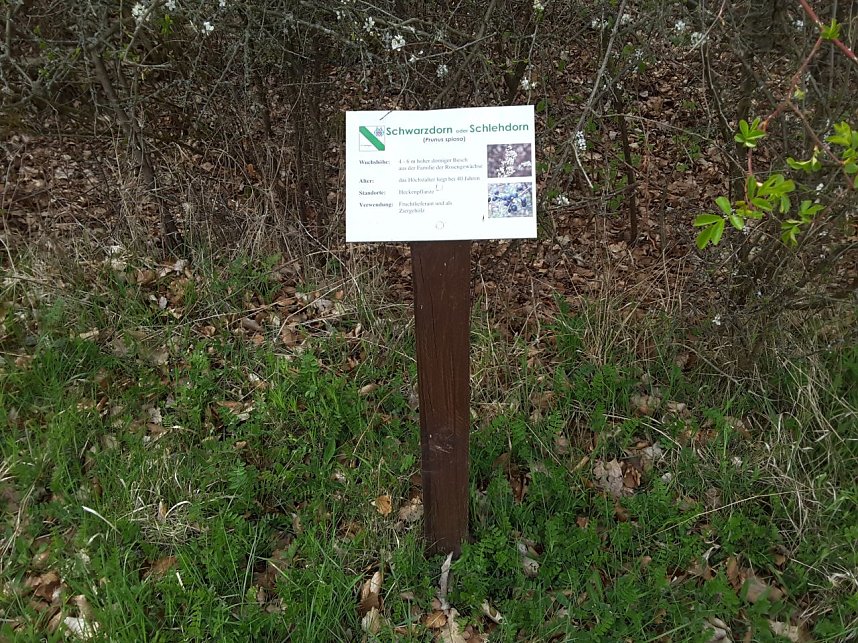 Stadtwald Heringen - die Gr&uuml;ne Lunge der Goldenen Aue