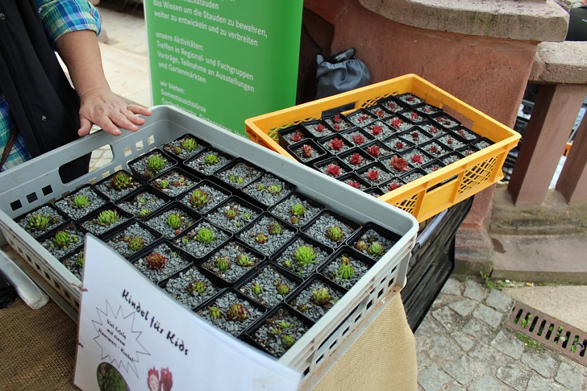 Neuer Verein GdS stellte sich vor