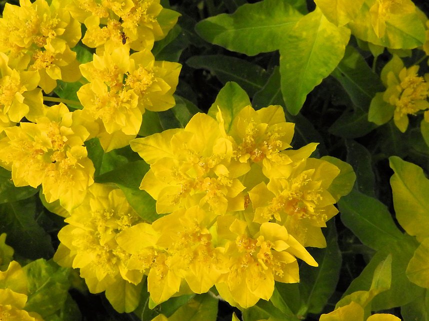 Farbtupfer auf dem Petersberg