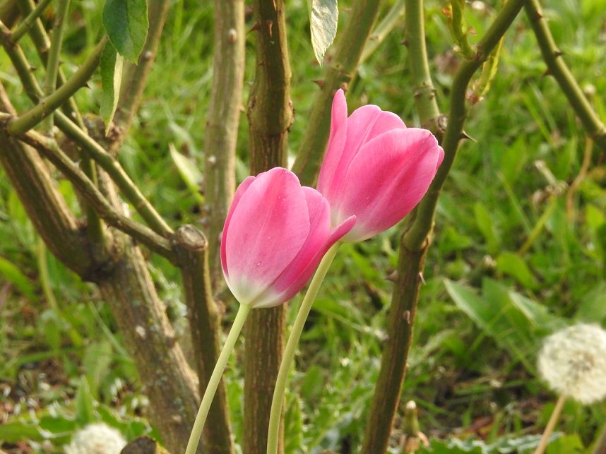 Farbtupfer auf dem Petersberg