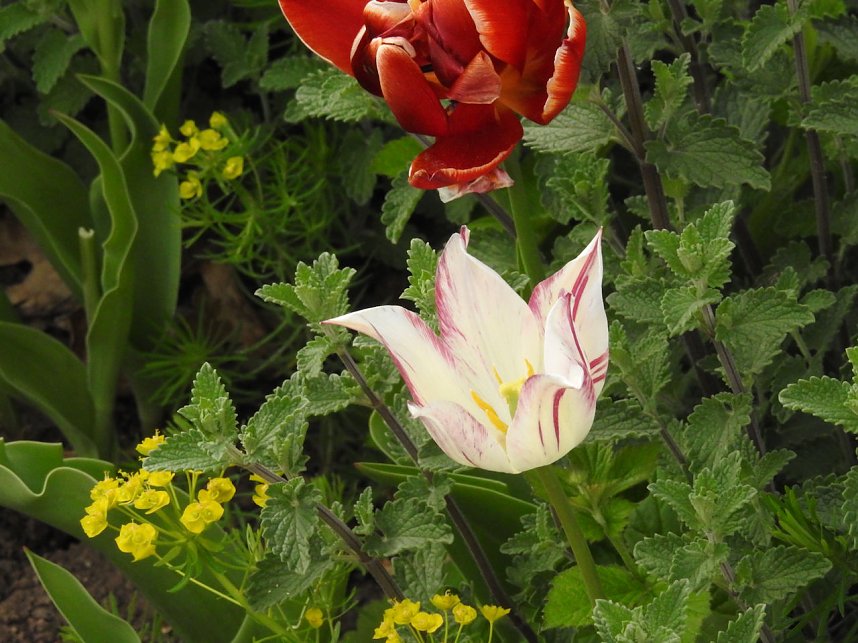 Farbtupfer auf dem Petersberg