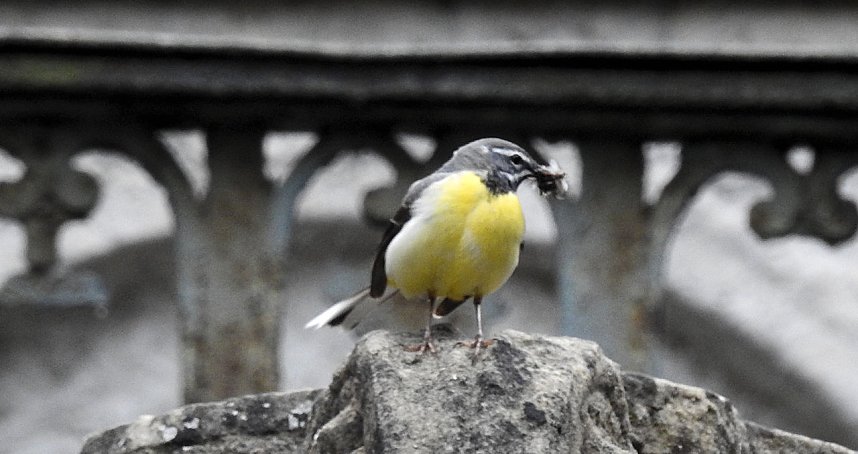 Wer kennt diesen Vogel?